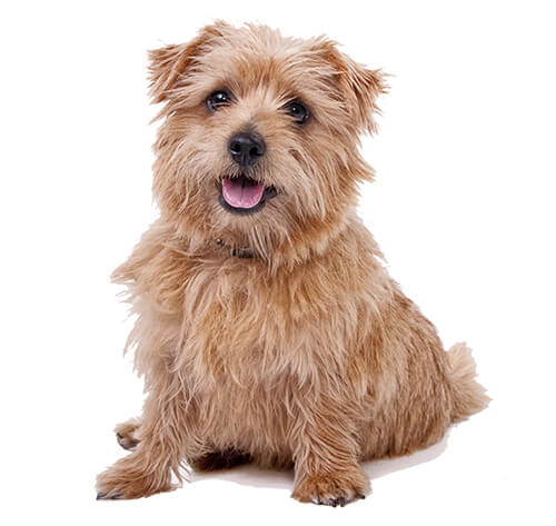 Norfolk hot sale terrier images